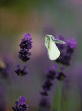 Weissling im Flug