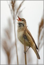 hier, in meinem Revier... Drosselrohrsänger *Acrocephalus arundinaceus*