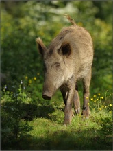 Wildsau im Licht