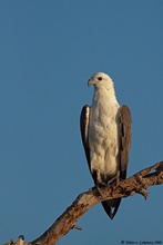 Weißbauchseeadler