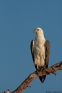 Weißbauchseeadler