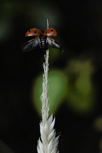 Marienkäfer-Abflug von Grasähre