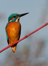 Eisvogel in der Nachmittagssonne