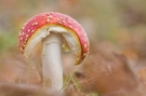 Fliegenpilz