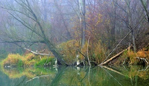 Biberland bei Nebel