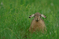 Der, das Hasen- Schaf!