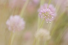 Blüten im Wind