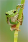 ~ Frog ~