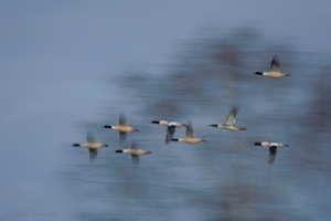 "Ziehende Gänsesäger"