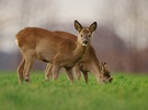 Rehe