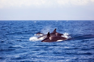 Orcas vor der Küste Maroccos