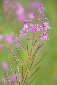 Weidenröschen