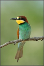 klassisch... Bienenfresser *Merops apiaster*