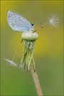 ~ Zwei Schirmchen ... ~