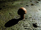 Mini-Pilz mit langem Schatten