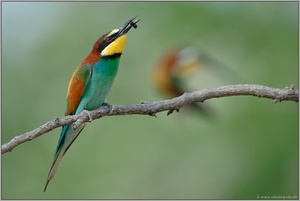 Flugkünstler... Bienenfresser *Merops apiaster*