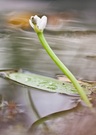 Herbst am Teich