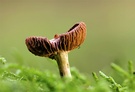 Pilz