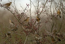 Baum voller Vögel!