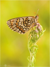 Westlicher Scheckenfalter - Melitaea parthenoides