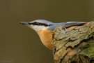 Kleiber (Sitta europaea)