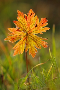 *Herbst auch in der Wiese*