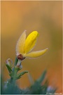 Blümchen photographieren...