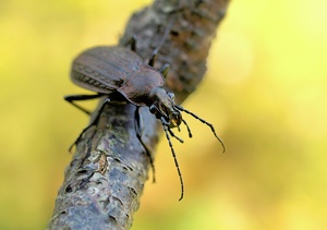 Laufkäfer