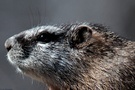 Murmel