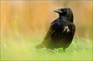 ~ Raven ~