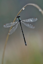 Lestes virens