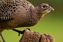 Fasanenhenne (Phasianus colchicus) an meiner Futterstelle