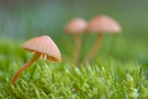 Drei kleine Pilze