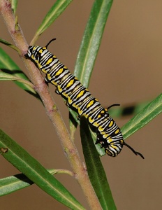 Raupe des 'Kleinen Monarch' oder Tigerfalter (Danaus Chrysippus)