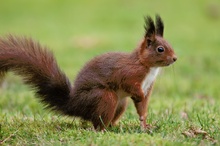 Eichhörnchen (Sciurus vulgaris)