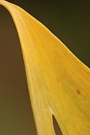 Herbstliches Blatt vom Ginkgobaum (Ginkgo biloba)