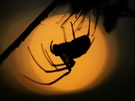 Spinne beim Sonnenuntergang