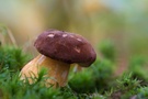 Kleiner Steinpilz