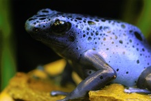 Blauer Pfeilgiftfrosch: "Dendrobates azureus"