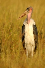 Marabu im Abendlicht