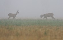 ~Treiben im Nebel~