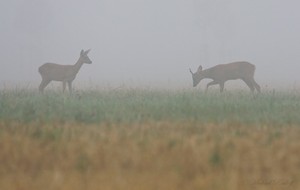 ~Treiben im Nebel~