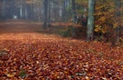 Märchenwaldweg