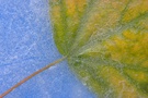 Eisbblatt