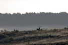 Hirsch im morgennebel