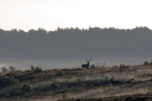 Hirsch im morgennebel