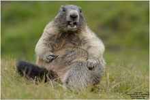 Murmeltier(Marmota marmota)