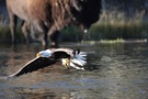 Adler im Weg