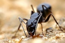 Carpenter ant