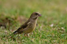 Grünfink (Carduelis chloris) knackt ein Sonnenblumenkorn